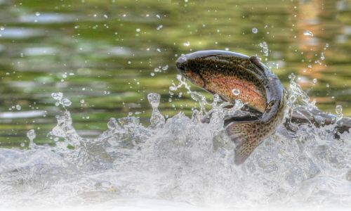 Colorado Early Spring Fly Fishing: Top Tips and Hotspots Near Denver