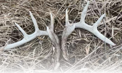 Would You Rather Dodge Ticks or Bullets?
